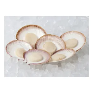Australia Scallops in Shell