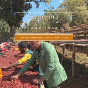 Ethiopia - Guji Hambella Natural [Espresso]